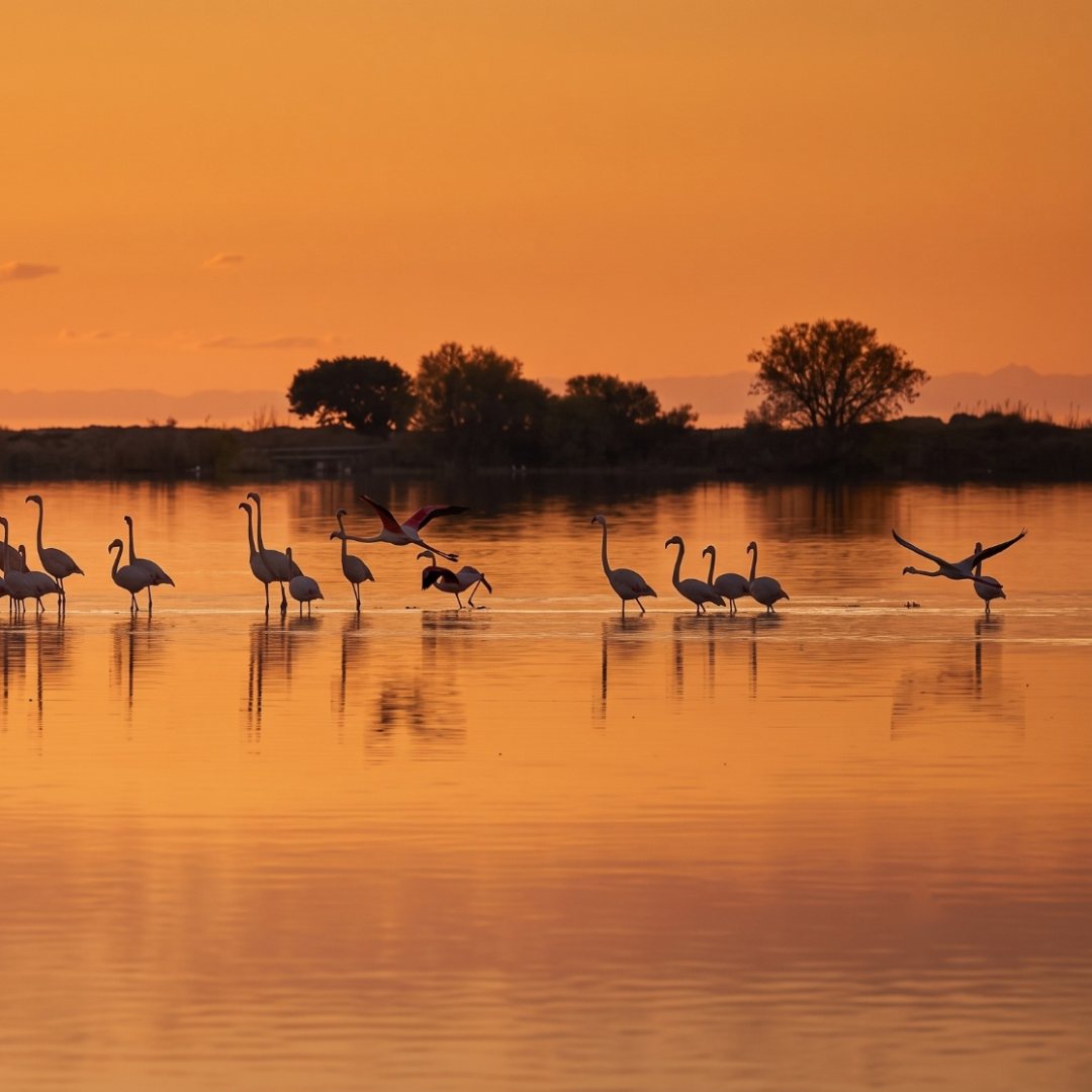 Flamingos wading through a wetland at sunset on India's Central Asian Flyway